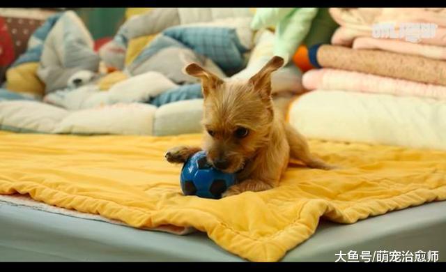 流浪狗与暂抚养它的女孩有了感情, 被送走一个月仍闷闷不乐盼回去