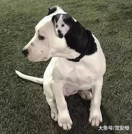 画风奇特！狗狗耳朵上长出了一模一样的自己……
