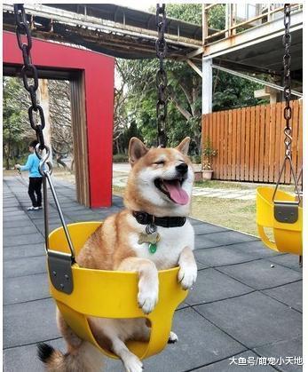 飞天柴咬着球意外变小猪, 妈妈哭笑不得: 体重与高度成反比