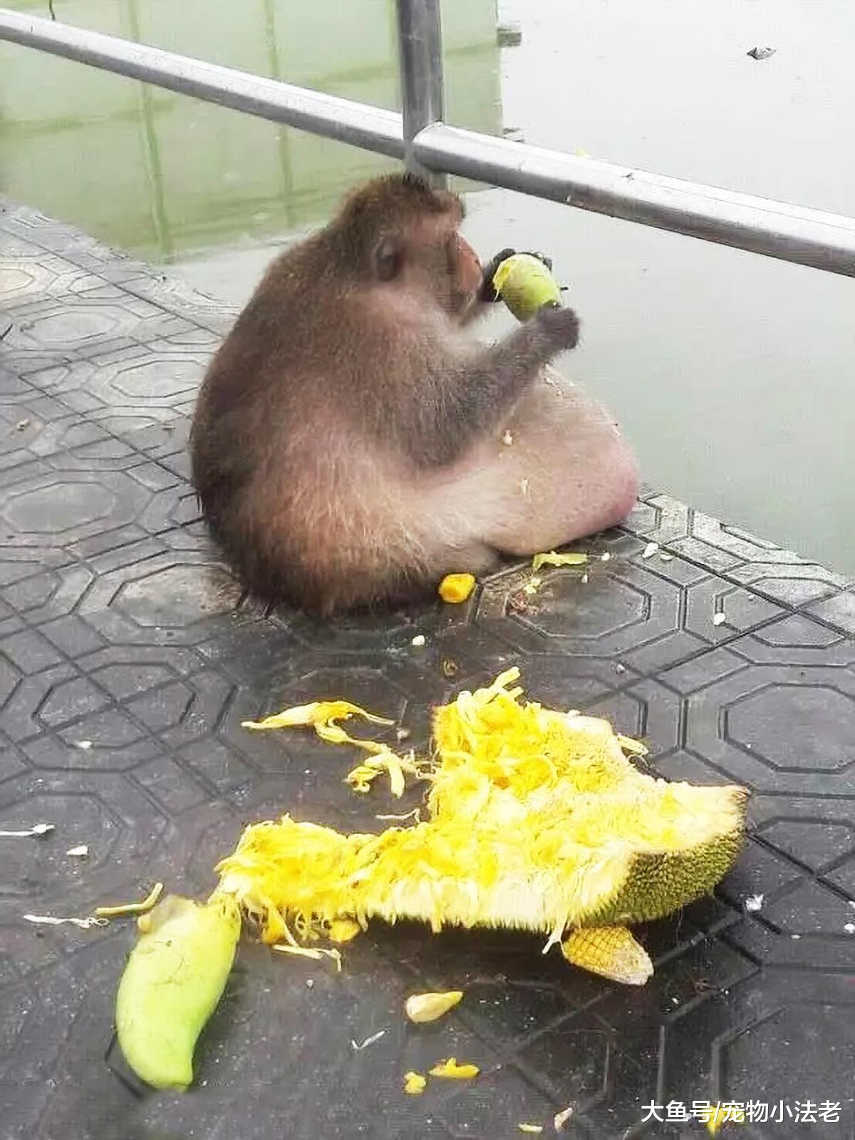 国外1只网红猴子，肚子大如篮球，死亡原因让人接受不了！