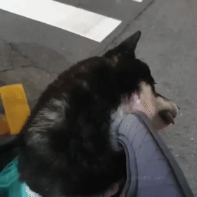 这只黑柴因为舌头长歪了，而萌化了全网，这小舌头也太抢镜了吧！