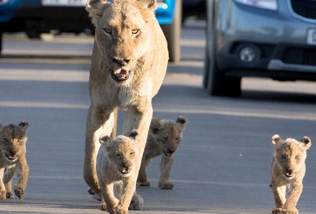 带崽很是不容易，当对象是一群不谙世事的小狮子时又增加了难度