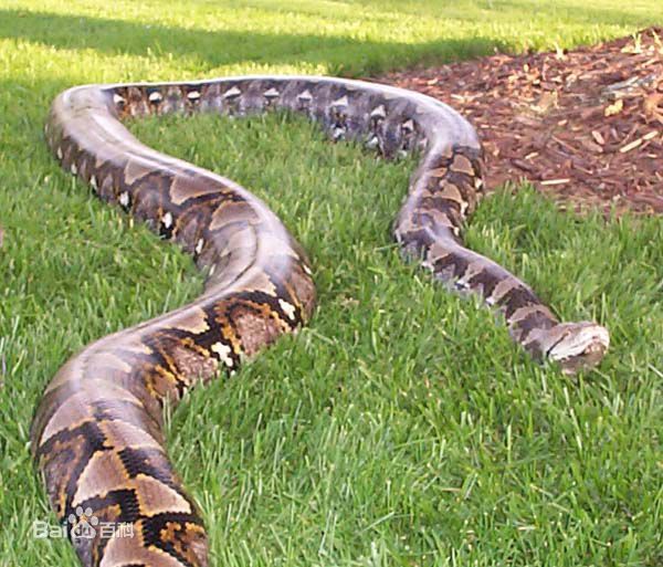 动物世界：盘点世界最大的十种蟒蛇