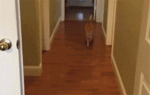 喵星人是最容易發生意外的“高危物種”