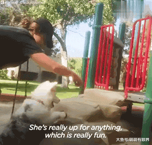 一只又聋又瞎的狗狗在黑暗中等死，为了让它重生，姑娘研发了一套手语