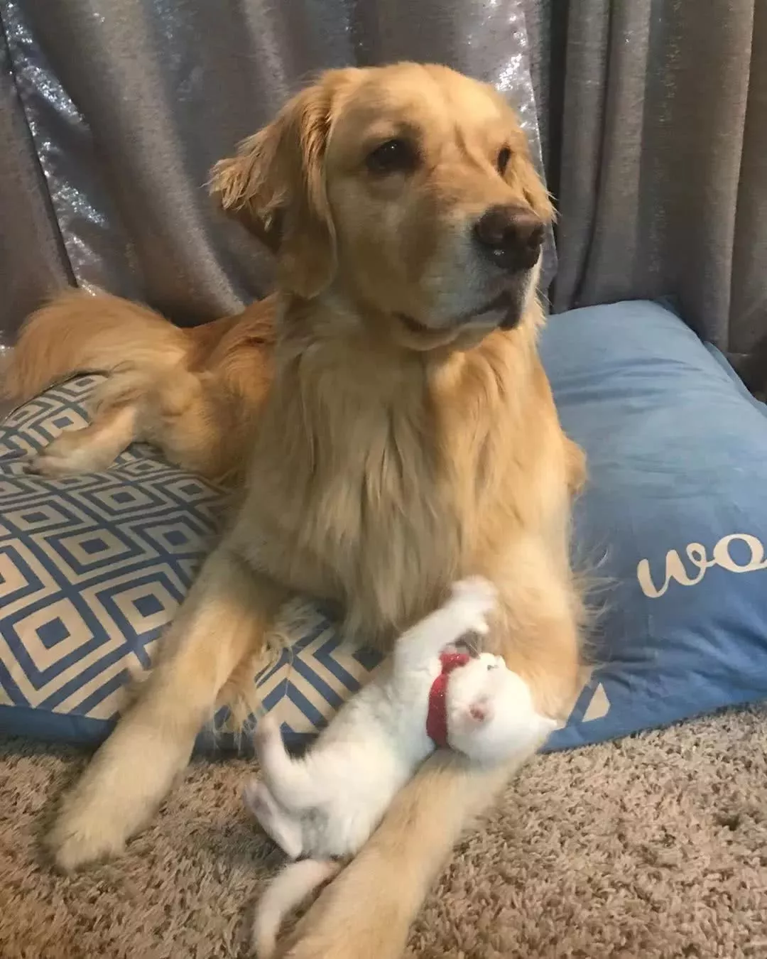 多指症小猫遭嫌弃，大金毛却Pick了它：以后，我罩你！