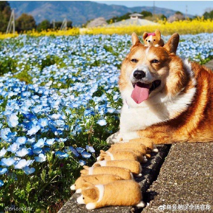 导盲犬服役3年后又见到养大自己的主人