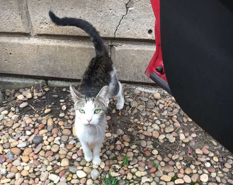 主人怀孕把猫咪丢弃了，猫咪生了三只宝宝养不活只好向好心人求助