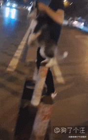 狗的性格随主人，果然一点不假