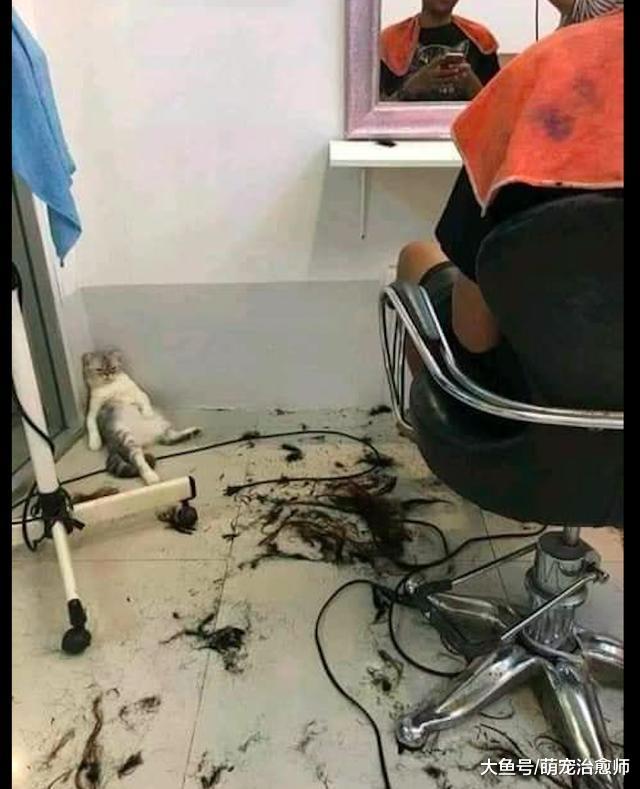 貓咪躺在理發店的墻角，目光呆滯一臉生無可戀：太累了暫停接客！
