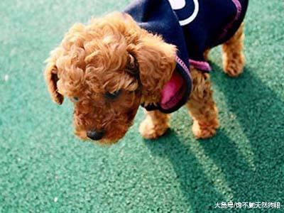 泰迪狗“毛发褪色”的5大原因