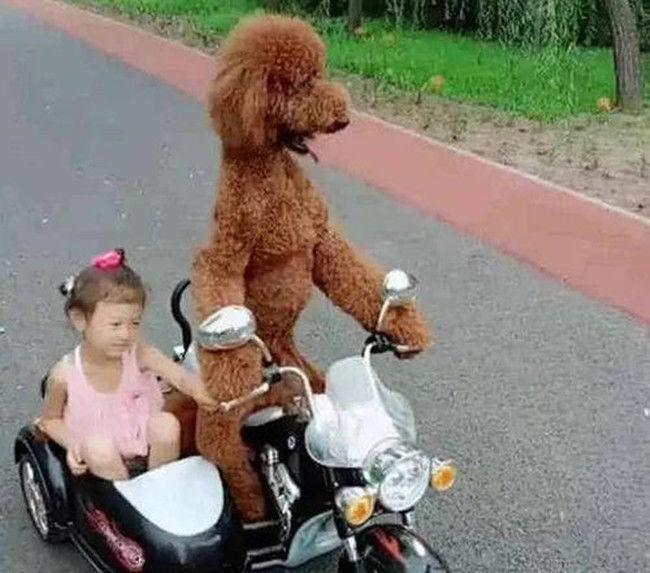 主人騎車帶泰迪出門，狗狗直翻白眼笑哭路人，狗子：想凍死我？