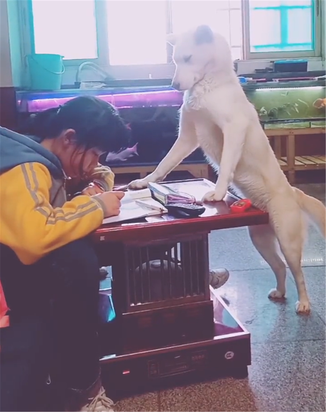 主人写作业，田园犬趴桌前认真监督，狗：我为这个家付出太多……
