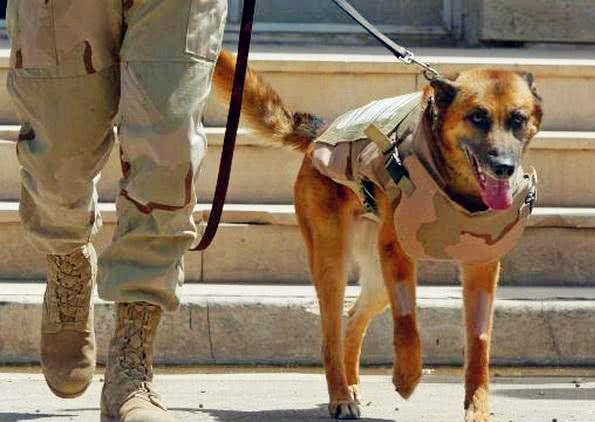 它是世界第一軍犬，立功無數，去世的時候渾身掛滿了獎章和軍銜