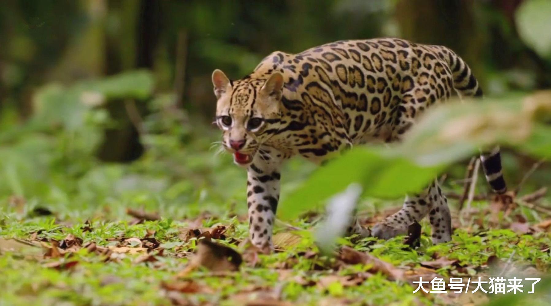 虎貓喜歡什么牌子的香水？男子用3種香水測試，結果虎貓選擇了它