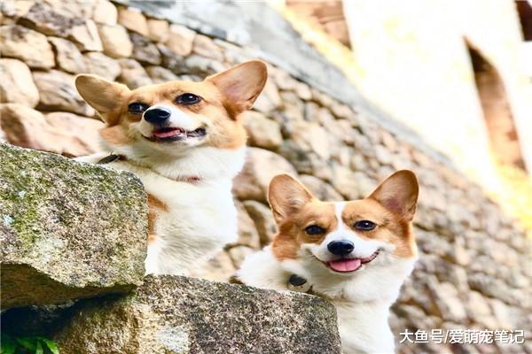 网友带柯基登山，结果因“自制哑铃”而走红，狗：出门不带腿系列