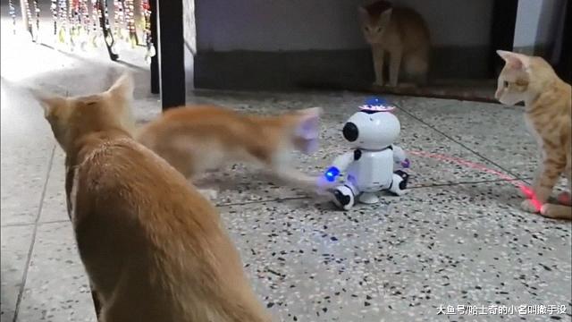 机器人玩具成功的吸引了橘猫的注意，橘猫一家4口把它给围住了