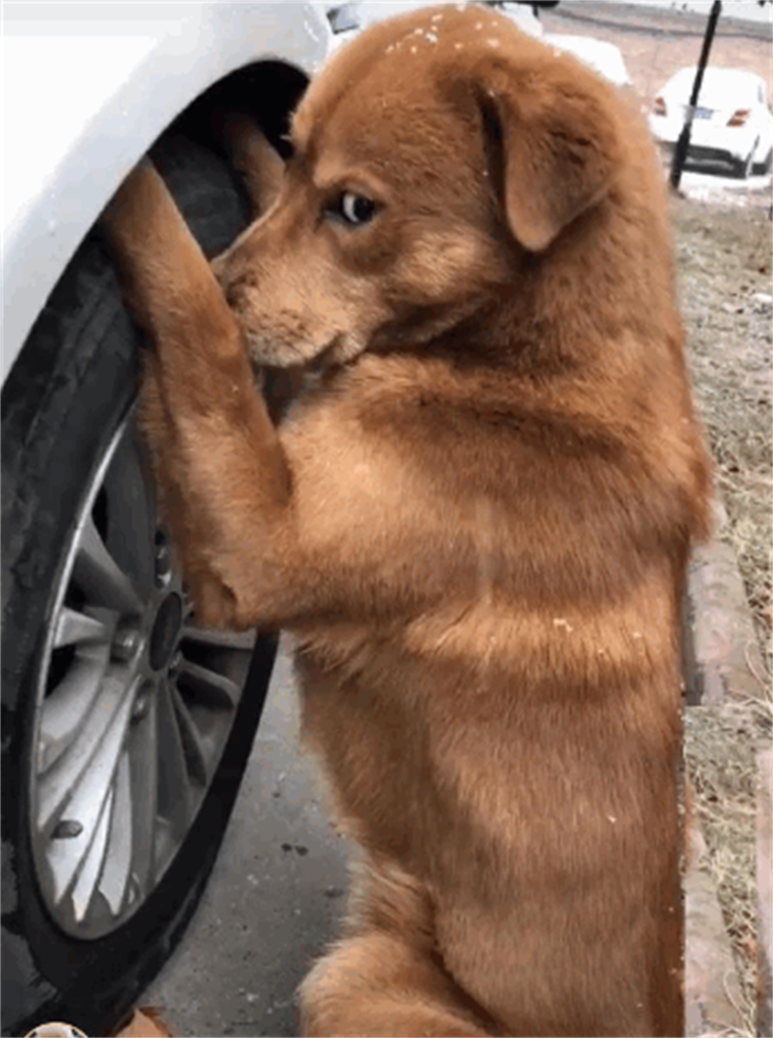 狗狗出现“面壁思过”，是一种危险信号，铲屎官切不可忽视