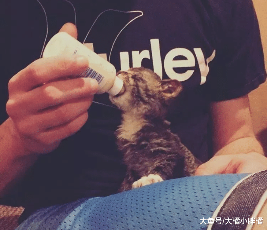 房屋失火烧伤流浪小猫，3天后才被小伙偶然发现，因祸得福有了家