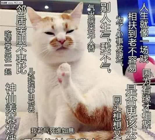 猫咪走丢主人伤心，两个月后竟大肚子回家，生的一窝崽让主人傻眼