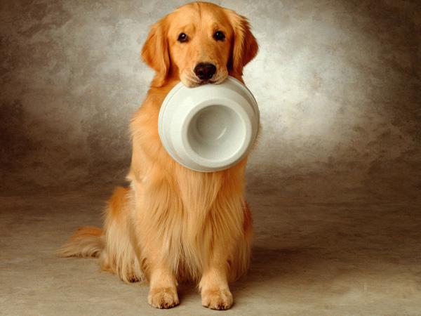 13种大耳朵狗，再给你一次机会你会选择这些“扫地僧”吗？