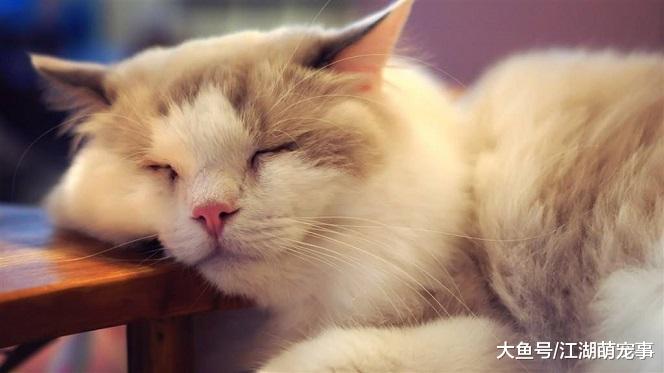 对猫咪而言不需要的5种物品，铲屎官买了也白买