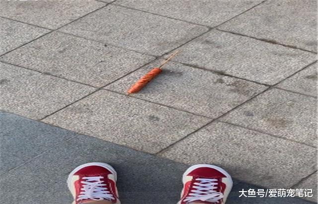 流浪狗每天都被女孩投食，后来叼根香肠去报恩，网友：被狗宠幸了