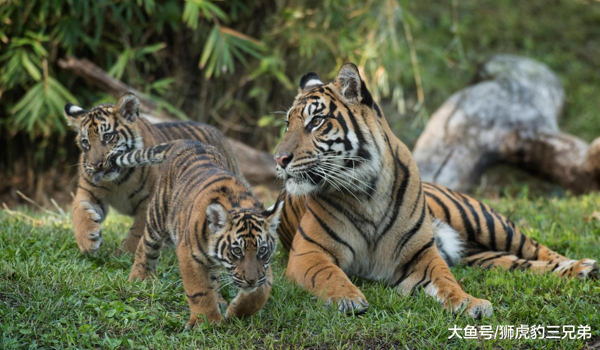 老虎起源于中国，那么苏门答腊岛上的老虎是怎么来的？