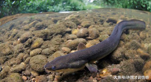 动物界的“超能力者”，长相其貌不扬，能力却十分强大！