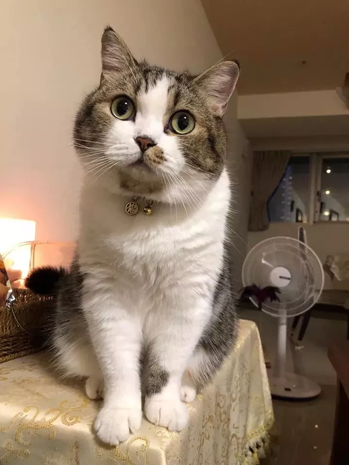 为了叫铲屎官起床，猫猫把她的眉毛舔…舔秃了？？？