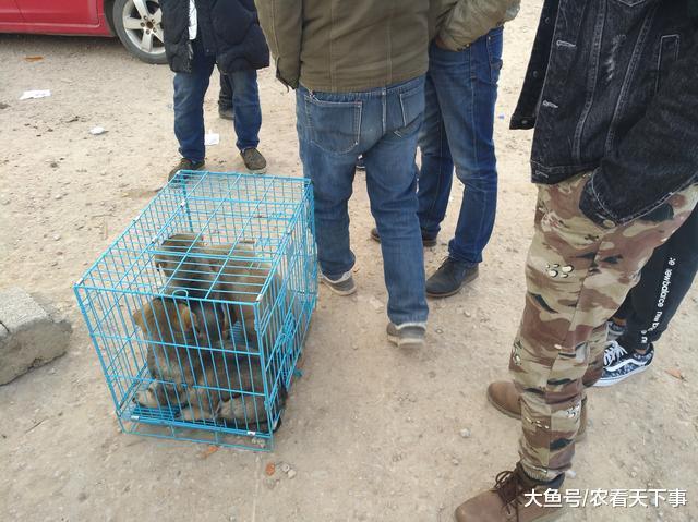 商贩狗市出售纯种昆明犬, 一只800元, 批发“六块”每只!