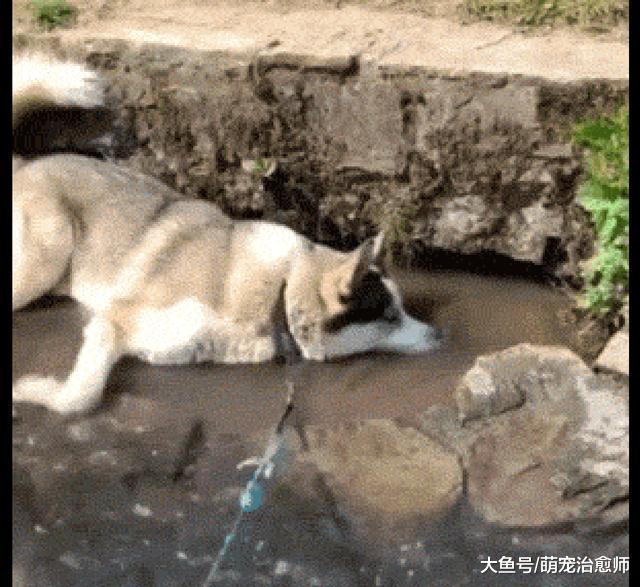 主人带哈士奇去散步，它跑到小河里吹起了泡泡，上辈子是条鱼吗？