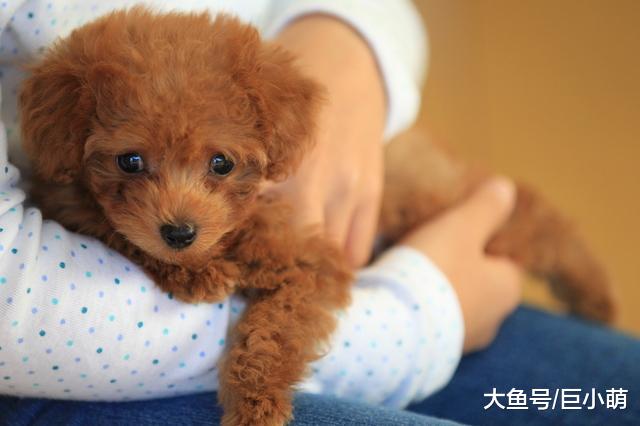 狗狗天生不喜欢拥抱，除非主人技术够好，才能让狗狗爱上被你拥抱