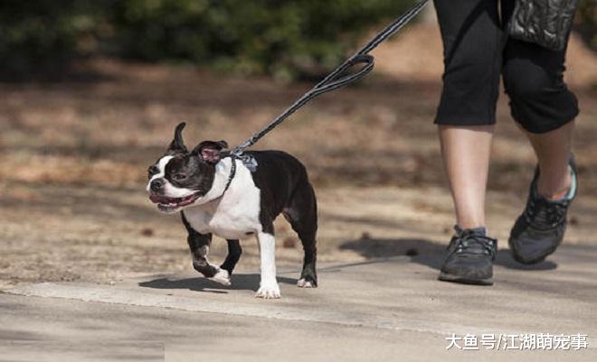 6个宠主常犯的错误，会让狗狗养成坏习惯