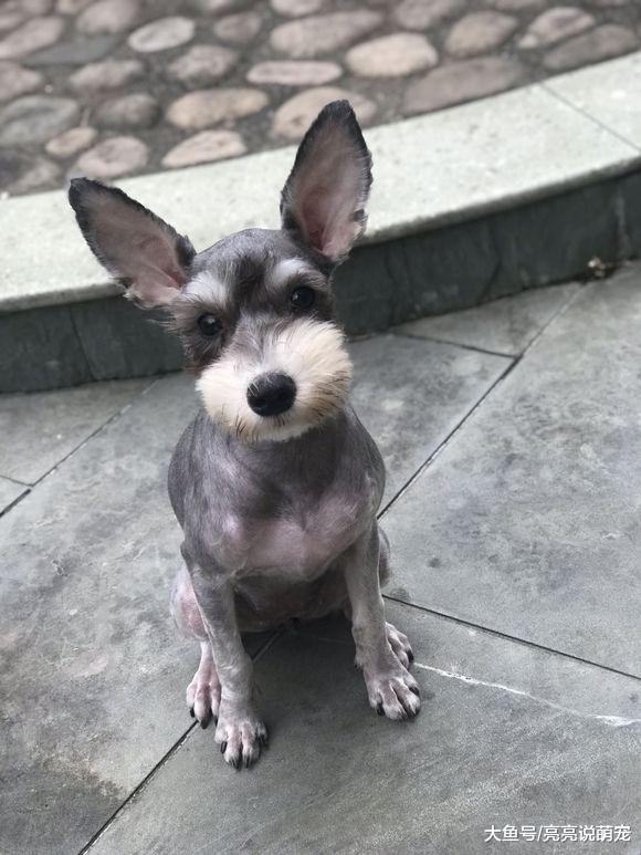 雪纳瑞变成了“小毛驴”，它不喜欢现在的造型，狗：太丑了