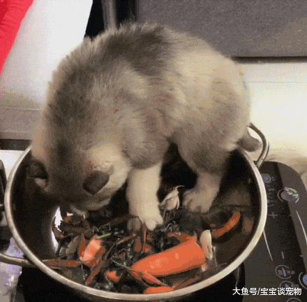 主人要把小哈士奇炖了，盖子都盖好了，狗妈还吞口水！塑料母子情