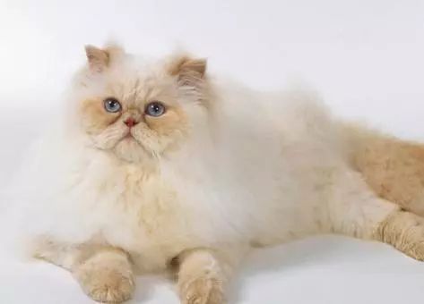 明明是我猫生的崽！怎么长得像隔壁老王的娃？