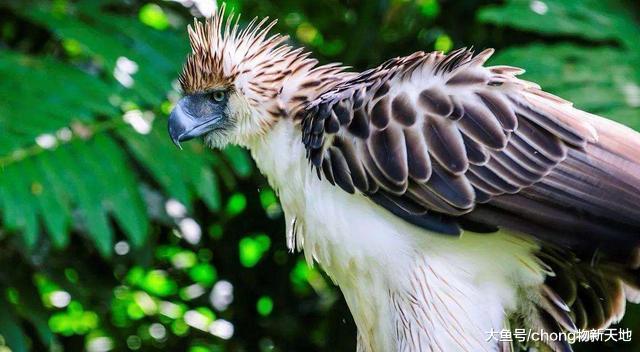 世界上最大的雕, 如今只剩下500对, 喜欢捕食猿猴