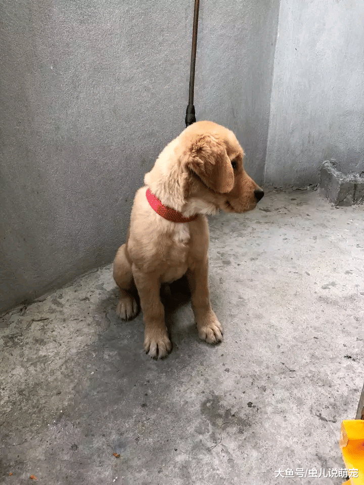 金毛被主人长期关在这里，金毛：我要出去！