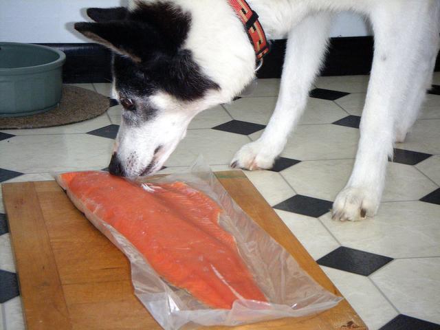 狗狗想抢猫咪的鱼吃，鱼肉蛋白高好吃多，但狗狗也能吃鱼吗？