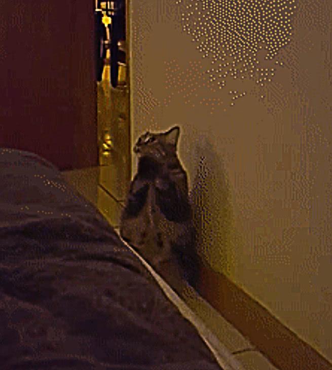 主人在睡觉时，突然听到猫叫声，抬头发现猫在床边不停作揖！