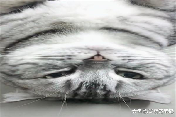绝育大半年的英短猫, 还要被别人家的孩子吸嘴瘾, 猫: 好难为情啊