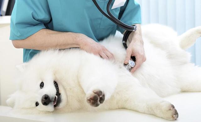 如何分辨狗狗是真怀孕，还是假性怀孕？为什么会有假孕的情况？