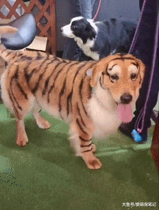 边牧错把染色金毛当老虎，站在旁边吓得不敢看，果然纹身的惹不起