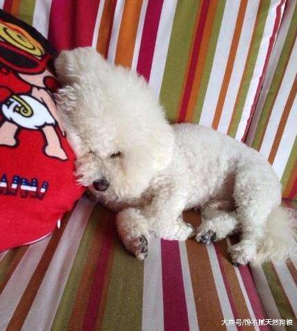 比熊犬的寿命很短, 但做好这6点, 可以适当延长几年的寿命!