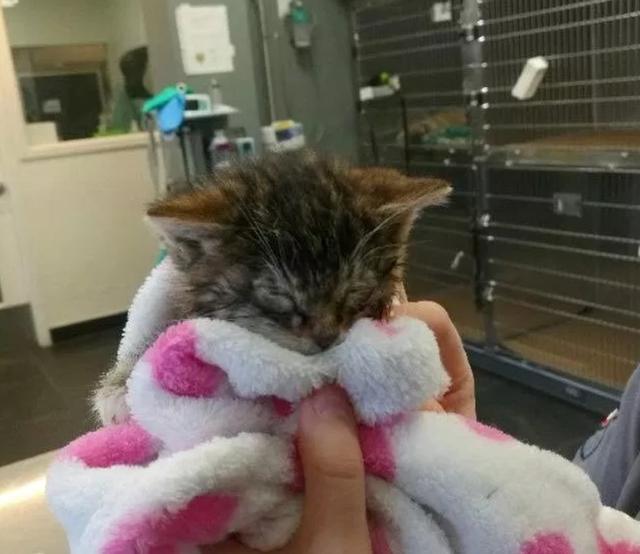 猫妈妈抛弃刚出生不久的“失明”小猫，幸遇爱心铲屎官而重获新生