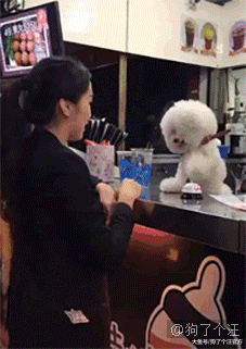 这是跟着二郎神见过世面的狗子