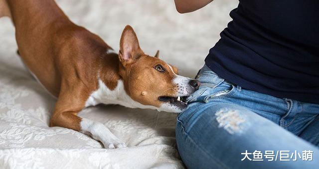 我家狗狗不咬人？85%以上是被家养狗咬伤，但真不能怪狗