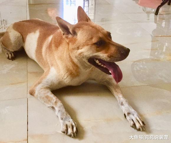 网友带土狗出去玩儿，回来之后它可高兴了，在地上趴着傻笑