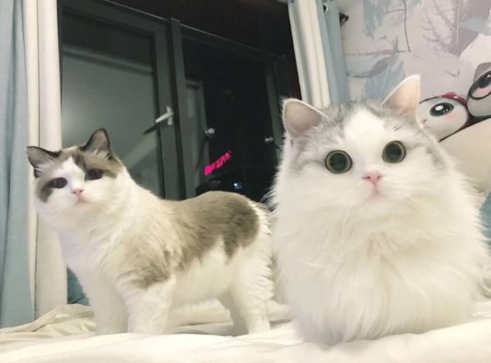 猫咪性格太高冷？那是你没养对品种